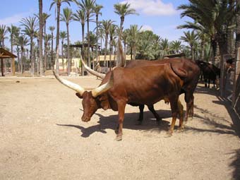 Longhorn Picture